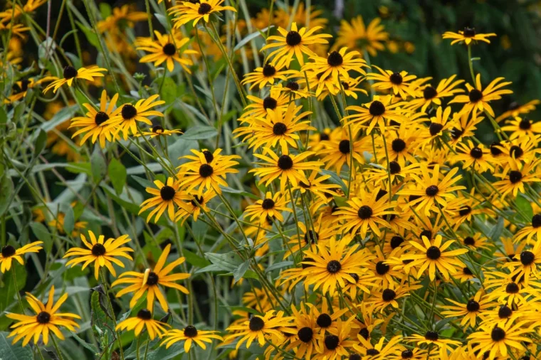 rudbeckia plante vivace plein soleil pour jardin massif bordure