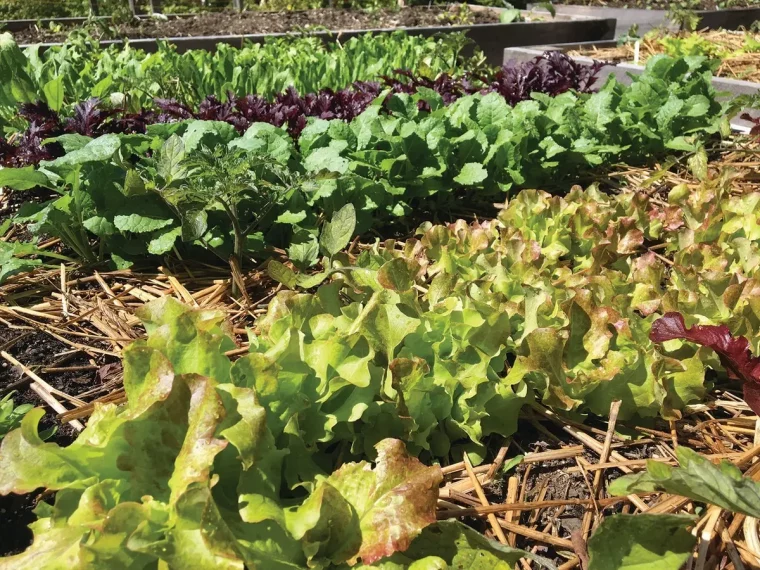 salades cultures potager sol paillis paille jardinage legumes feuilles