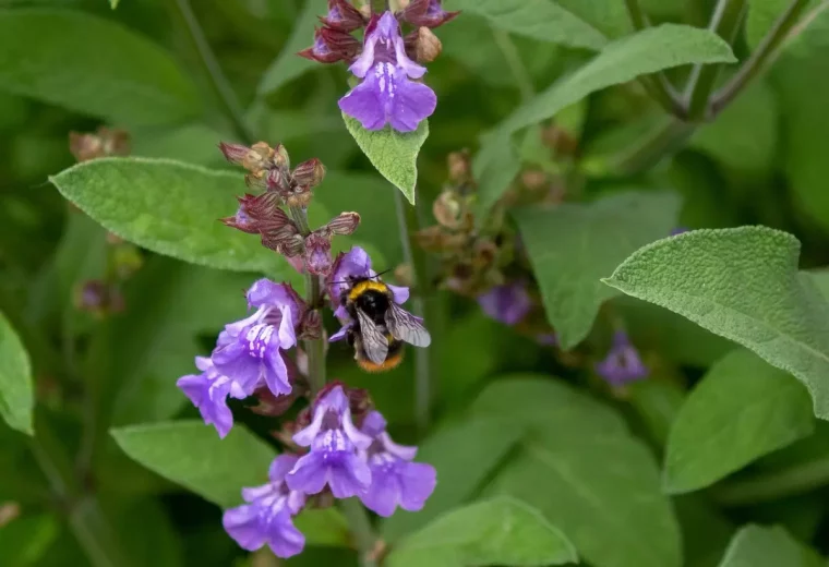 salvia avec des fleurs violettes sur fond de son feuillage