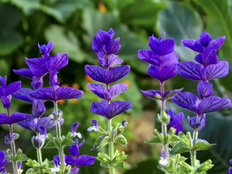 sauge a granges fleurs violettes