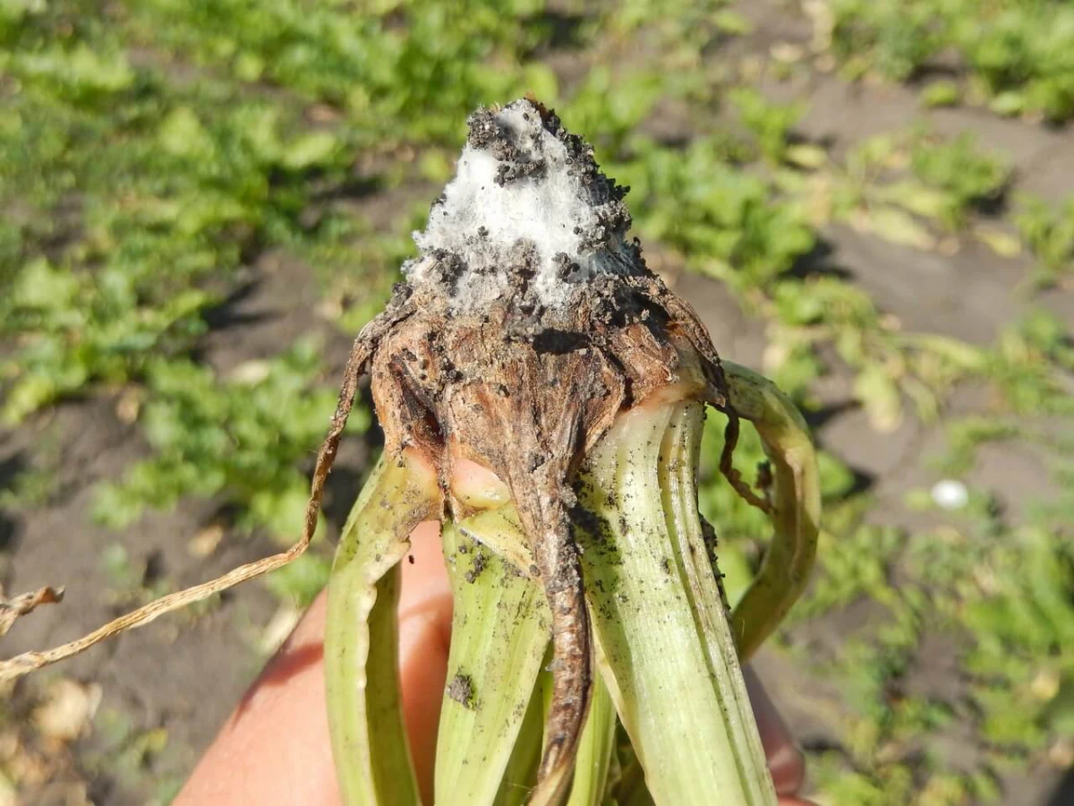 sclerotinia courgettes pourriture maladies