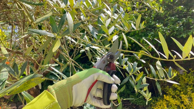 secateur taille olivier gants protection nature soleil lumiere arbre