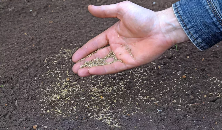 semances d herbes jetees sur un sol prepare pour accueillir de la pelouse