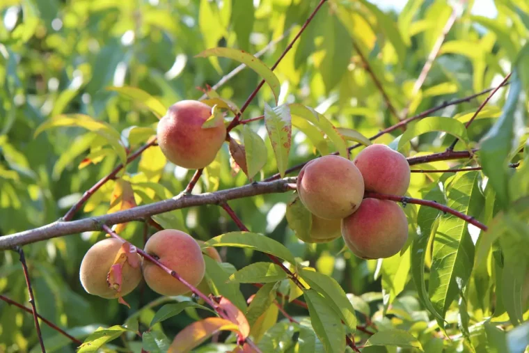 sept peches sur une branche d un pecher