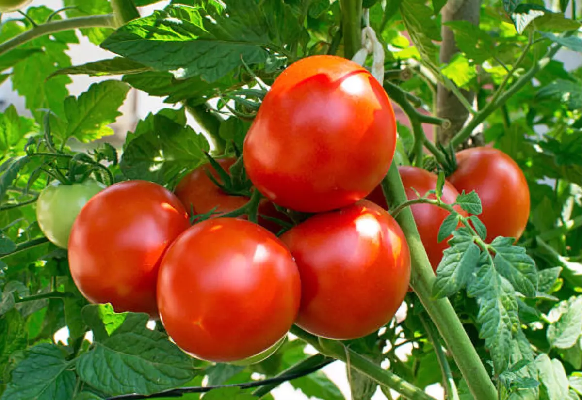 sept tomates rouges en pleine sante sur branche pretes a etre cueillies