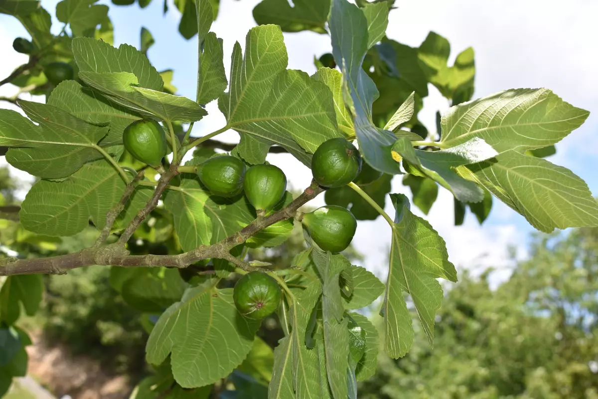six figues vertes sous le feuillage genereux sur les branches d un figuier