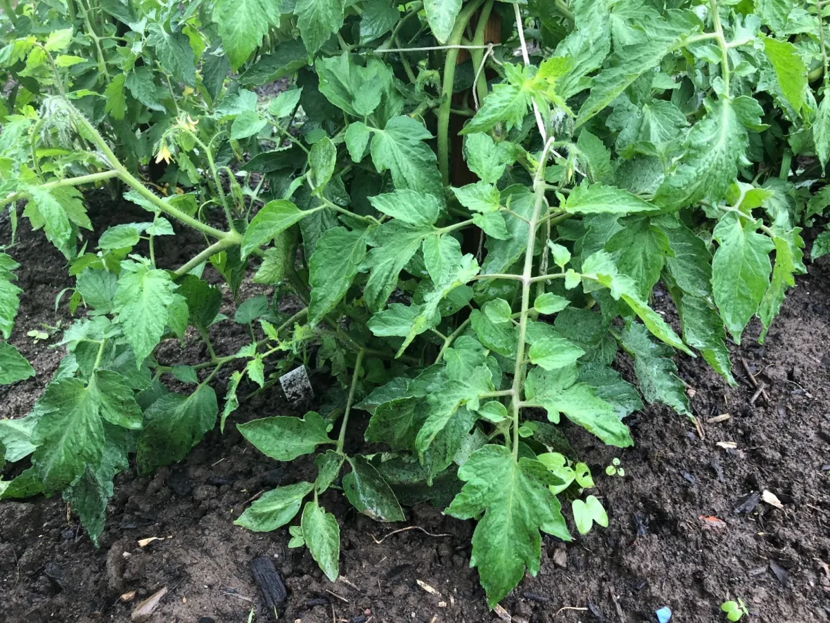 sol humide terre tomates plantes feuillage excessif arrosage