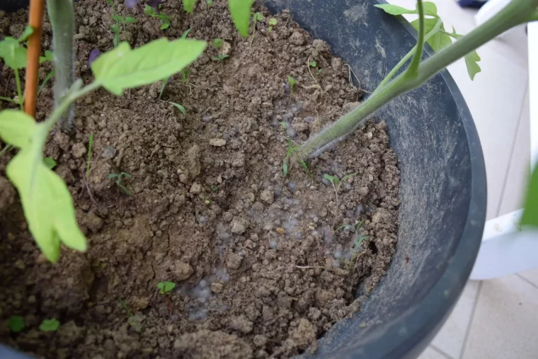 sol moisissure terreau tomates plantes feuilles vertes tiges plante