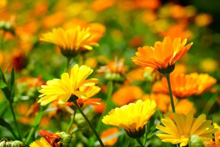 souci calendula officinalis fleurs oranges feuilles vertes lumiere plante soleil