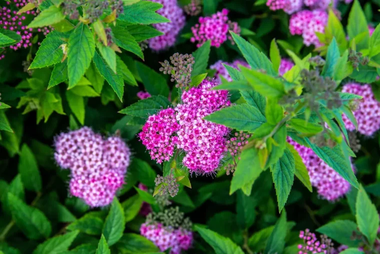 spiree de japon avec des fleurs roses sur fond de son feuillage vert