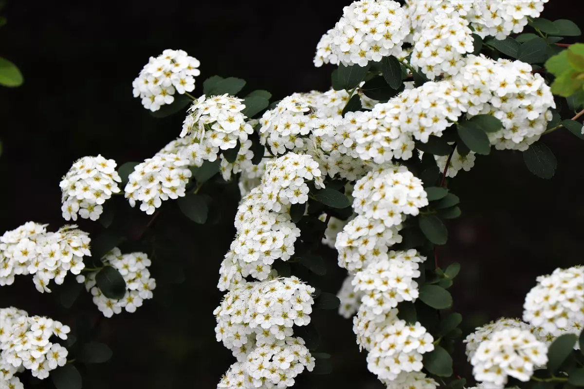 spiree vanhouttei avec des fleurs blanches