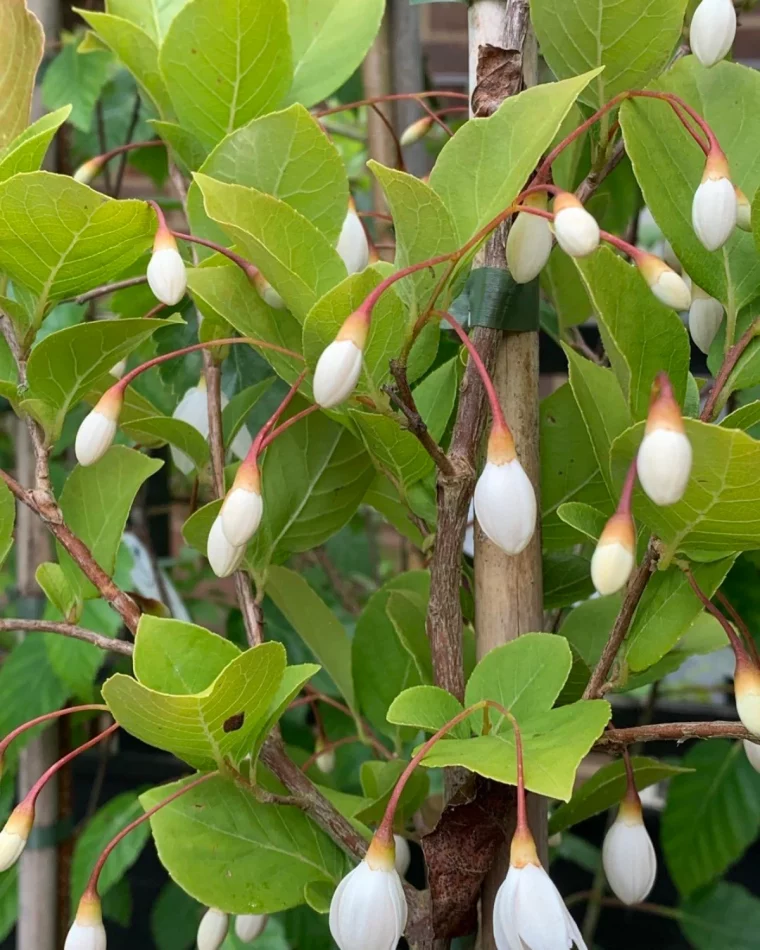 styrax fleurs blanches feuilles vertes