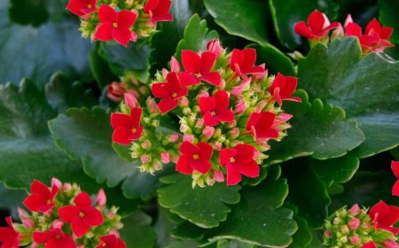 symbole du calanchoe rouge feuilles vertes