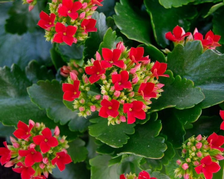 symbole du calanchoe rouge feuilles vertes