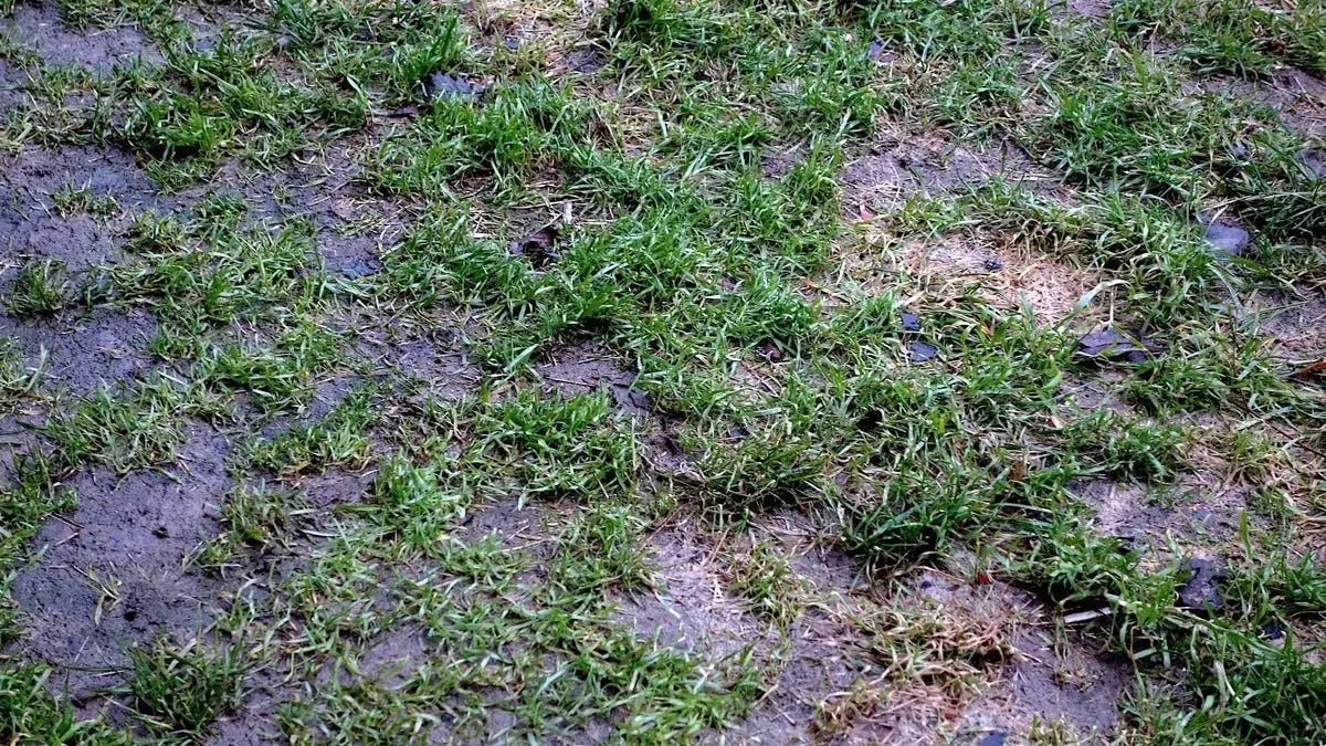 taches surface detrempee entretien arrosage herbe sechee