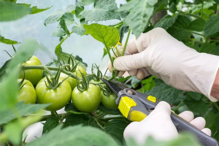 taille des tomates en juin fruits verts secateur main