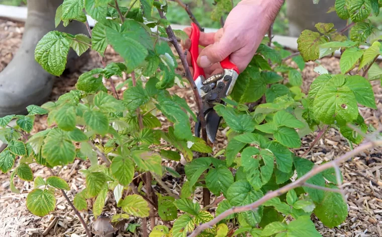 tailler avec des secateurs rouges un framboisier en croissance