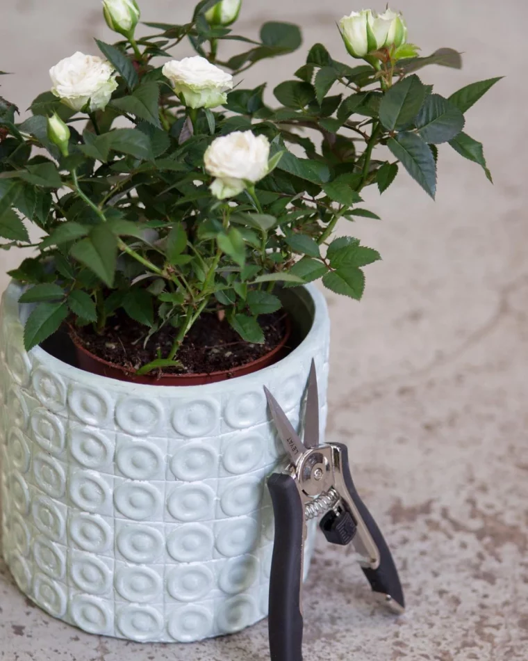 tailler les roses en pot fleurs et pots blanches