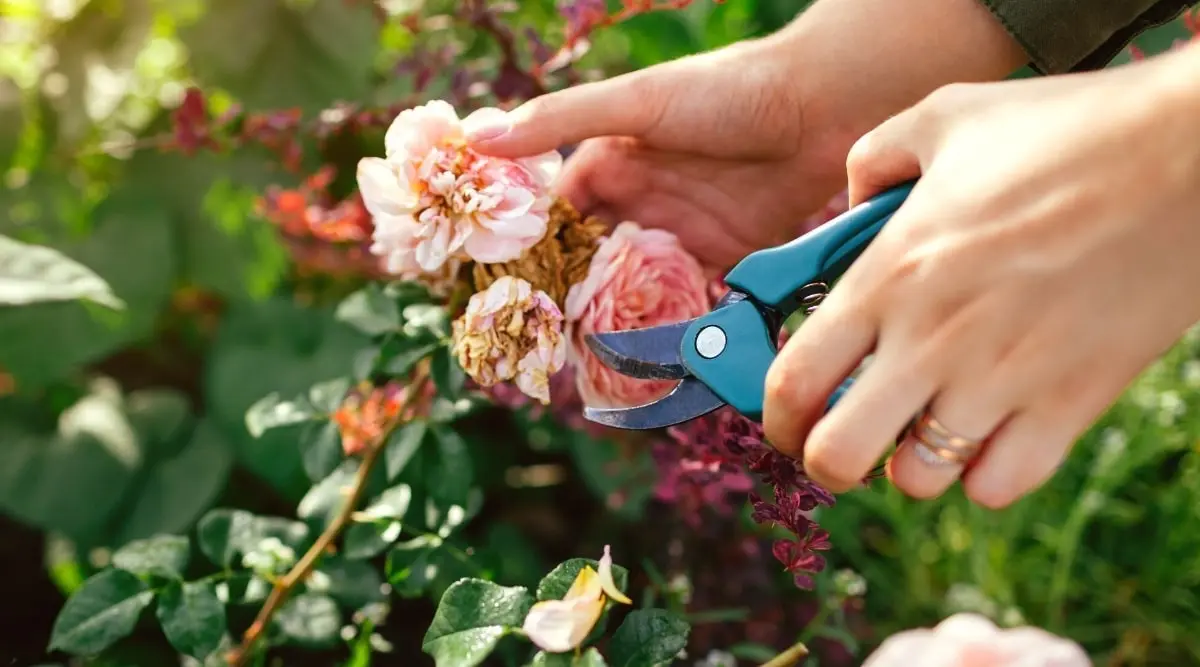 technique jardinage deadheading rosiers secateurs mains fleurs mortes