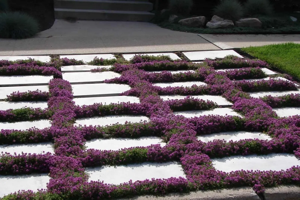 thym rampant joints entre pavage vegetaux floraison fleurs violettes