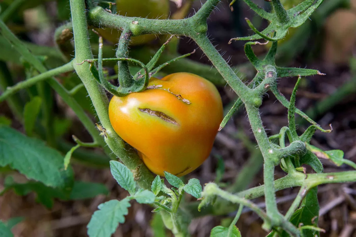 tomate fruit craqulure cause tiges vertes feuilles tombantes potager