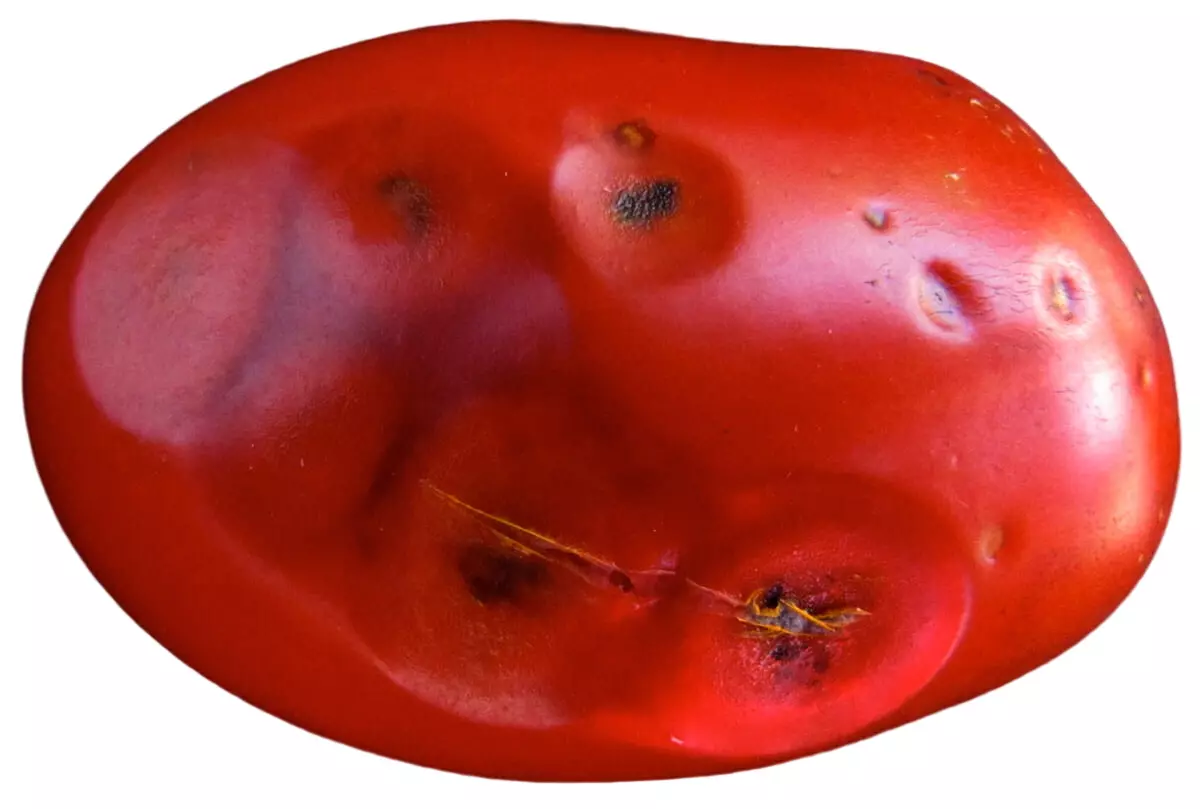 tomate rouge atteinte de la maladie fongique anthracnose sur fond blanc