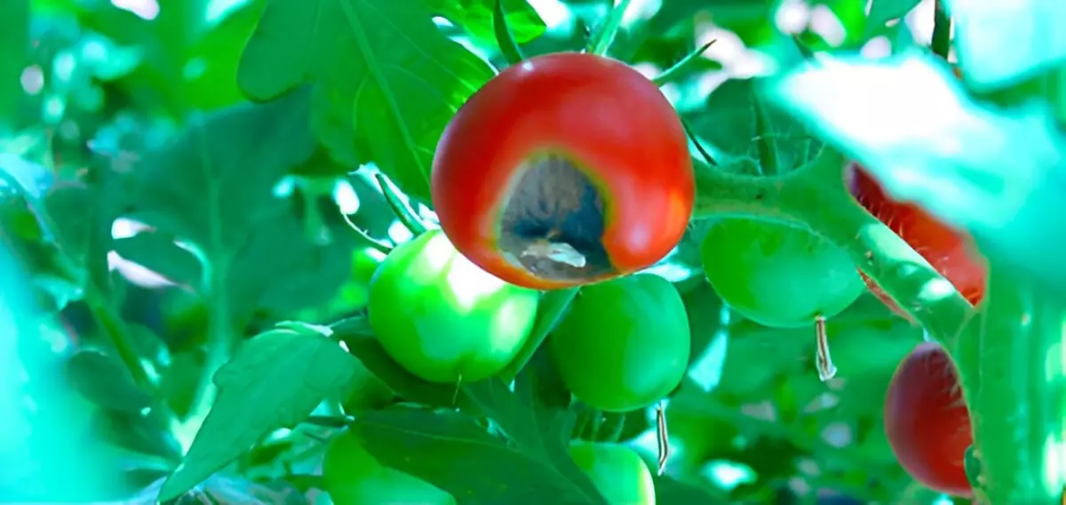 tomate rouge sur branche atteinte de la pourriture apicale sur fond du feuillage vert du plant avec des tomates vertes