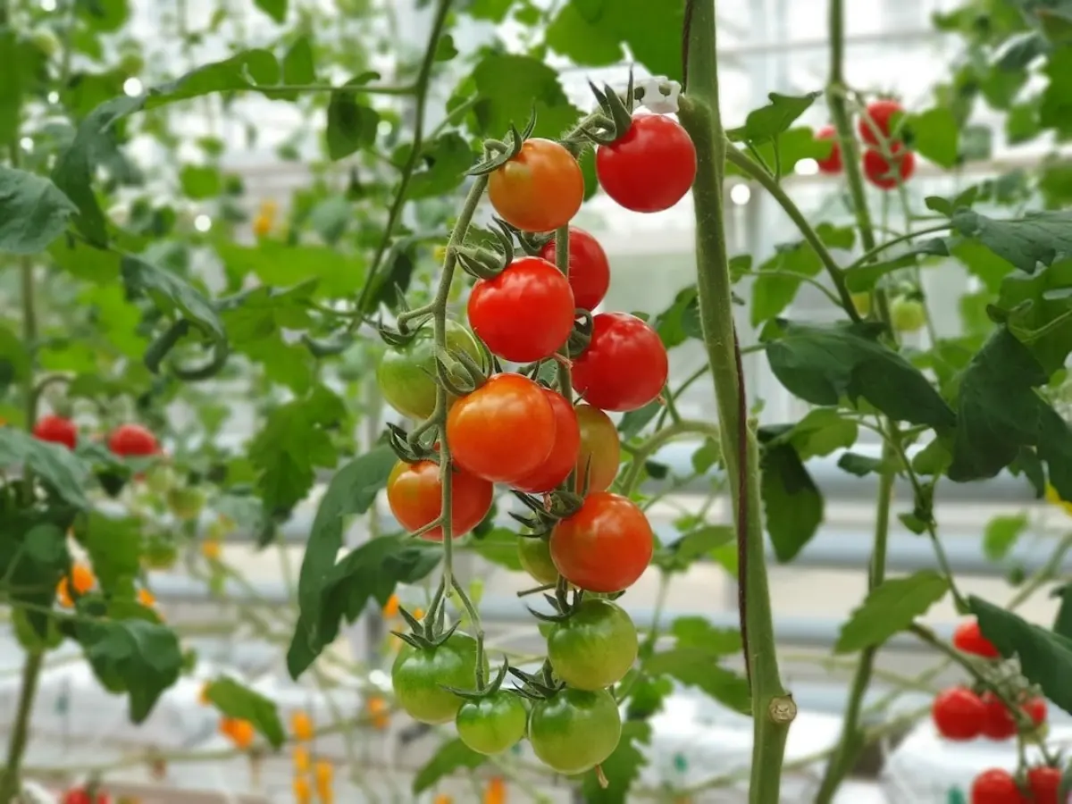 tomates cerises support serre culture potager plants feuillage sain vert Carence en magnésium sur tomate