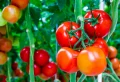 Marc de café pour les tomates : boostez vos plants pour des tomates plus vigoureuses et savoureuses