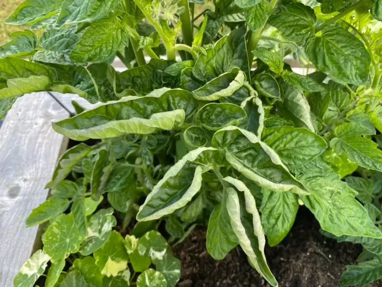 tomates feuilles qui s enroulent maladie cause arrosage sol plantes feuillage