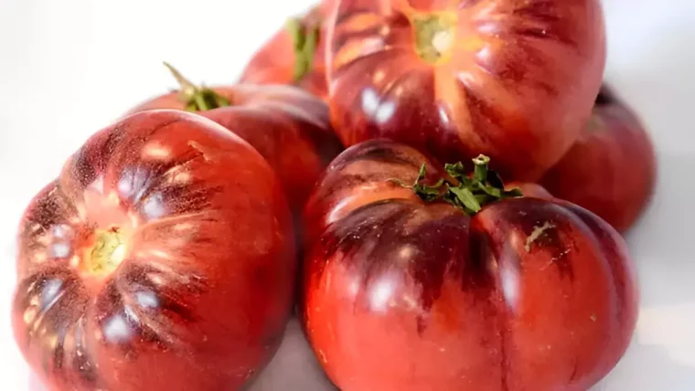 tomates rouges avec des taches noires sur fond blanc