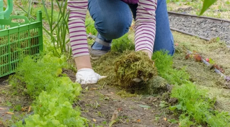 tontes gazon pelouse paillage potager salades mains gants jardinage femme soins legumes