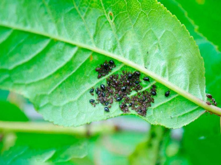 traitement anti puceron cerisier naturel pour s’en débarrasser une fois pour toutes pucerons surune feuille