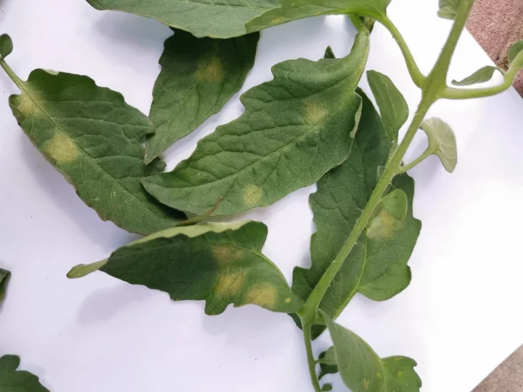 traitement maladie tomates feuilles