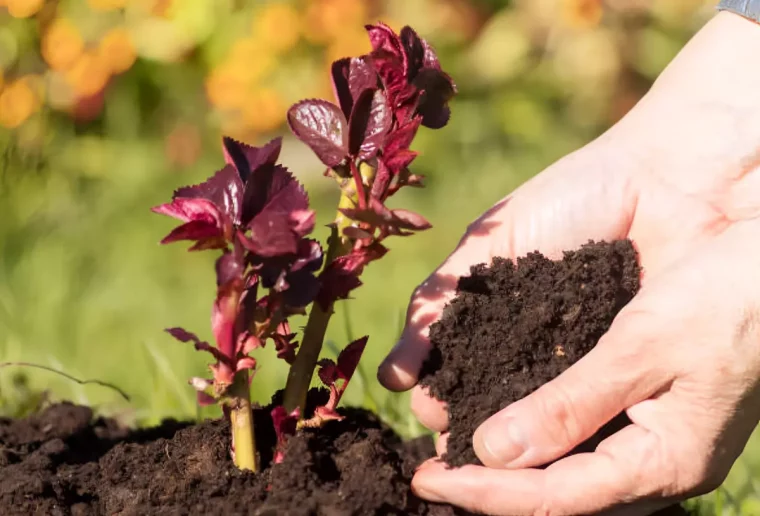 transplantation d un rosier avec des mains qui lui apporte de la terre