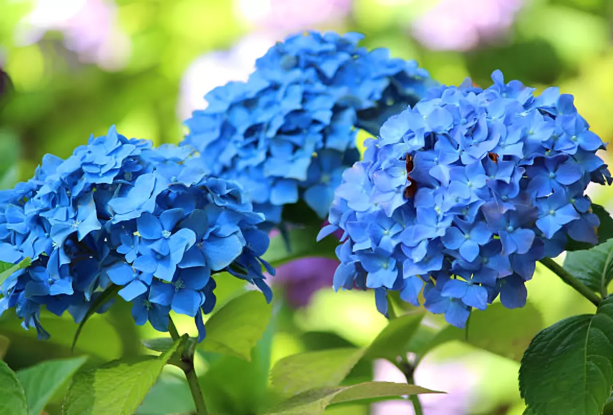 trois boules de fleurs bleues d hortensias tiges