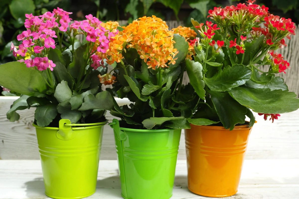 trois differentes kalanchoes fleurs porte bonehure rose orange rouge