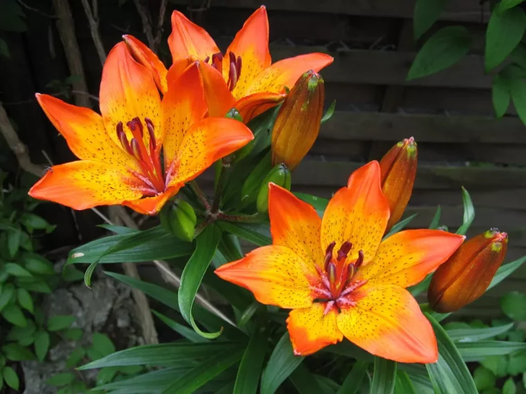 trois fleurs oranges de lis et trois bourgeons qui vont bientot fleurir