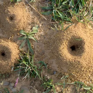 Comment se débarrasser d'une fourmilière dans le jardin : méthodes efficaces et respectueuses de l'environnement