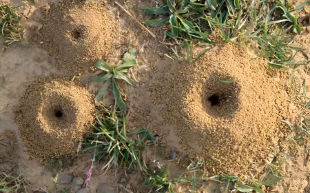 trois fourmilieres de taille differente et un peu d herbe