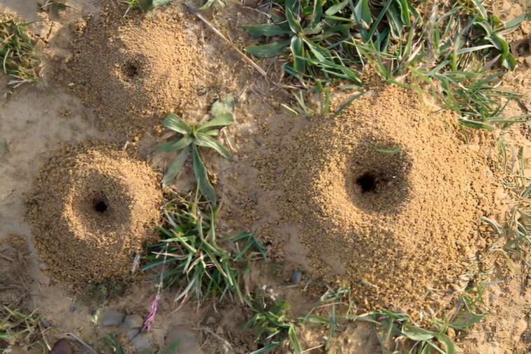 trois fourmilieres de taille differente et un peu d herbe