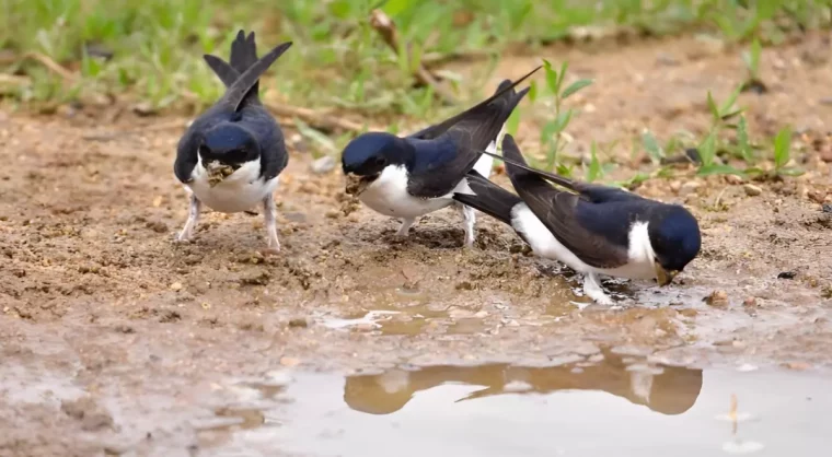 trois hirondelle avec de la boue dans les becs a cote d une flaque d eau