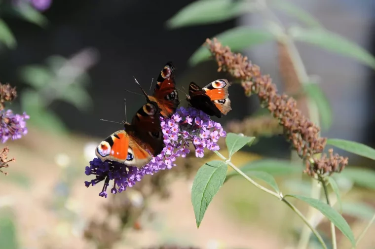 trois papillons sur une petite fleur de buddleia sur fond d une fleur fanee