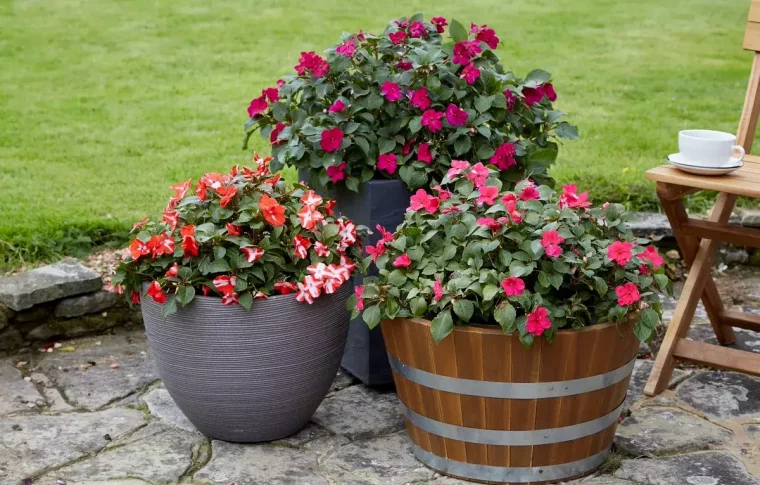 trois pot d impatiens walleriana sur un sol en pierre devant une pelouse verte