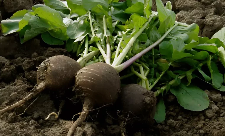 trois radis noirs gros ronds au potager sortis de terre poses au sol