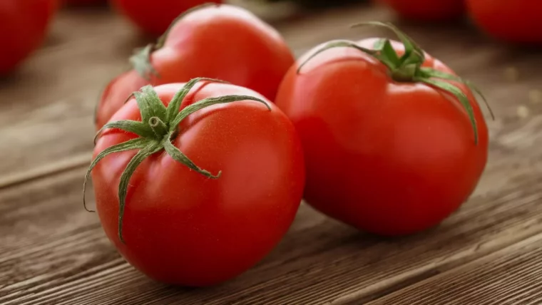 trois tomates sur un plan de travail marc de cafe au pied des tomates