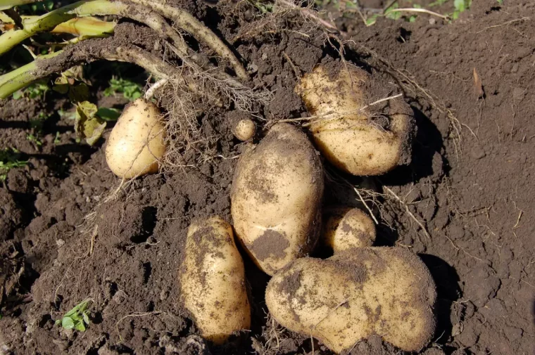 tubercules de pomme de terre deterres