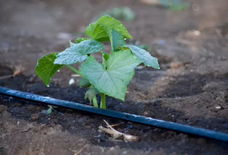 tuyau pour l arrosage goutte a goutte a cote d un seul plant de concombre