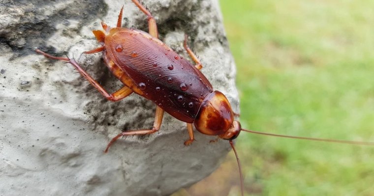 un cafard de jardin mesures de prevention