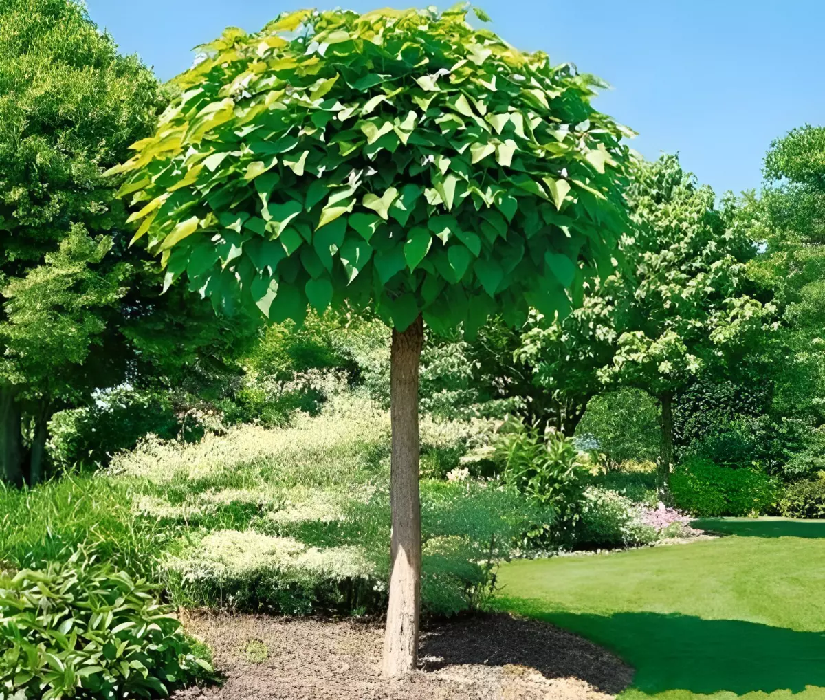 un catalpa boule pour faire de l ombre dans un jardin avec une pelouse des arbres et arbustes